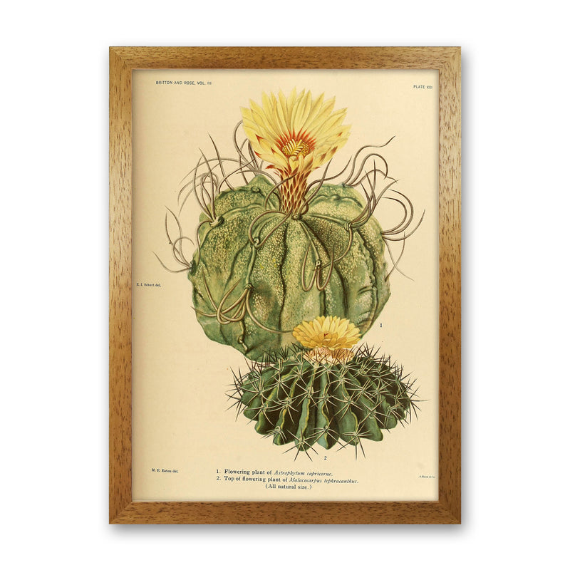 Cactus Series 15 Art Print by Jason Stanley Oak Grain