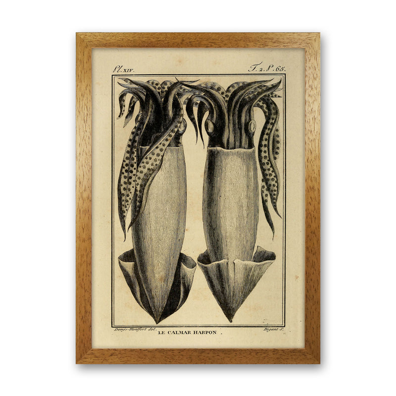 Vintage Squid 5 Art Print by Jason Stanley Oak Grain