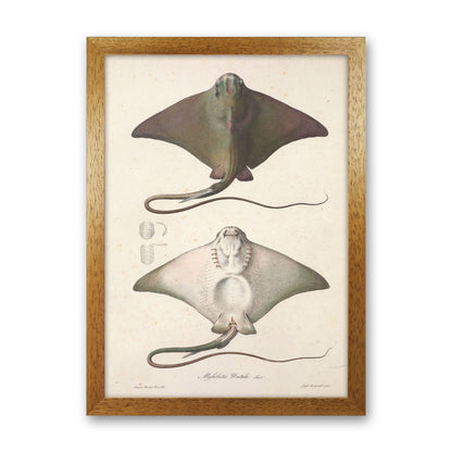 Vintage Stingray Art Print by Jason Stanley Oak Grain