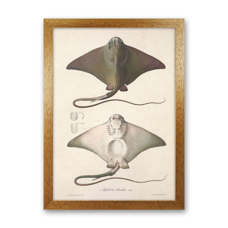 Vintage Stingray Art Print by Jason Stanley Oak Grain