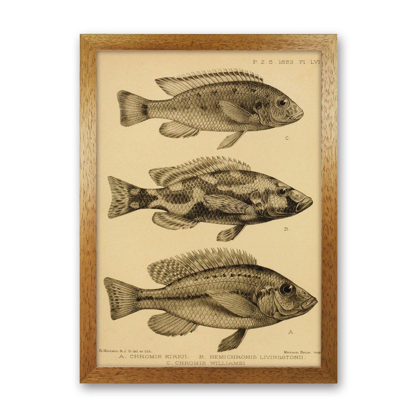 Vintage Fish Art Print by Jason Stanley Oak Grain