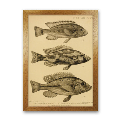 Vintage Fish Art Print by Jason Stanley Oak Grain