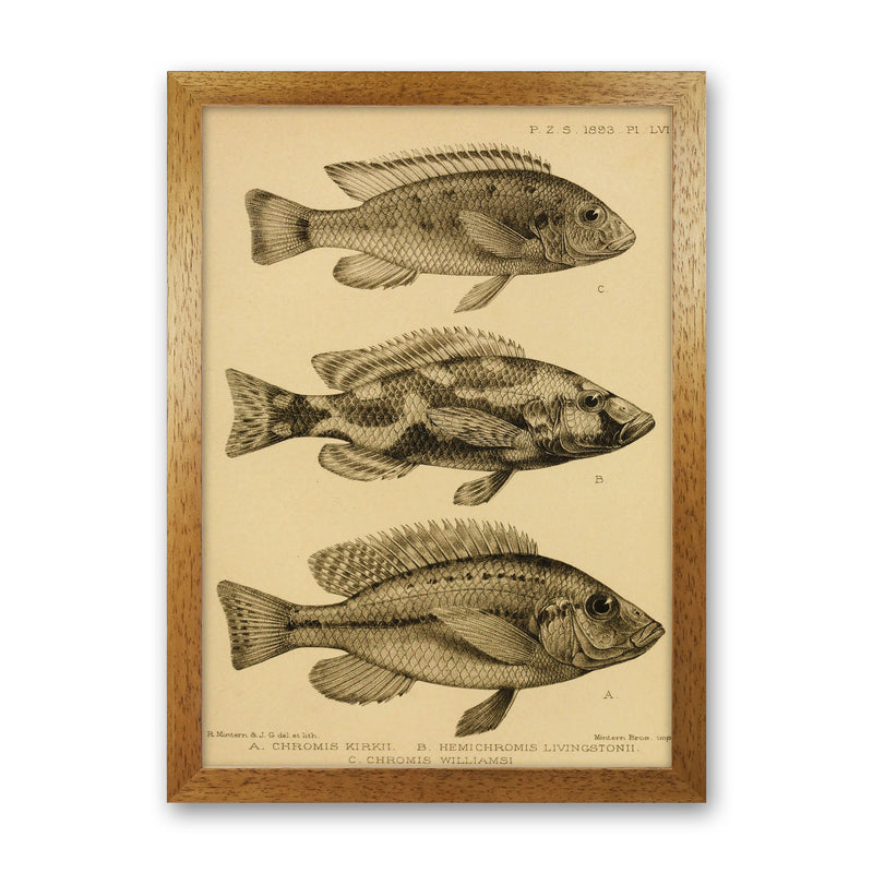Vintage Fish Art Print by Jason Stanley Oak Grain