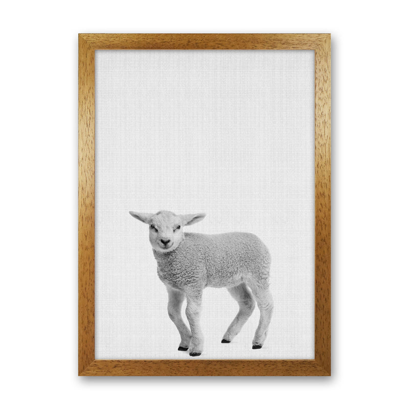Lamb Art Print by Jason Stanley Oak Grain