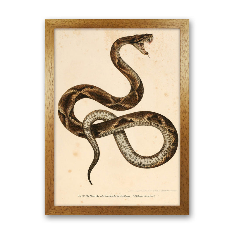 Vintage Snake Art Print by Jason Stanley