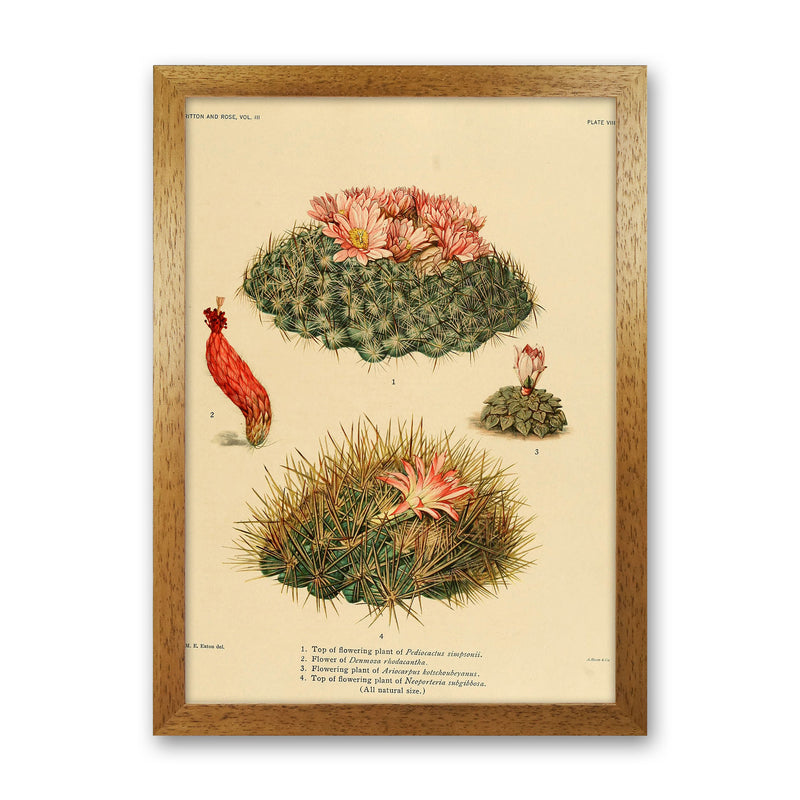 Cactus Series 7 Art Print by Jason Stanley Oak Grain