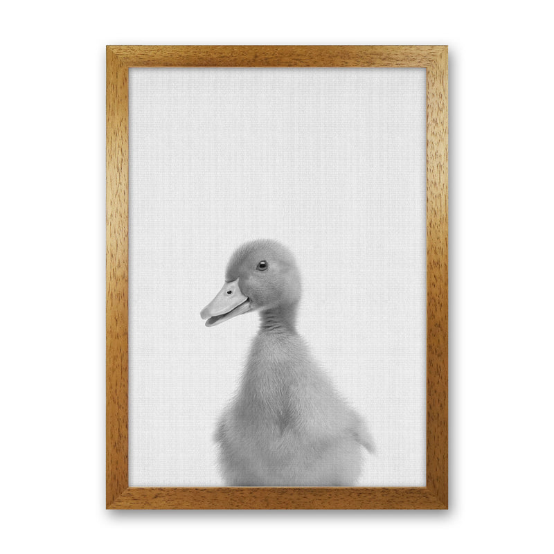 Curious Duck Art Print by Jason Stanley Oak Grain