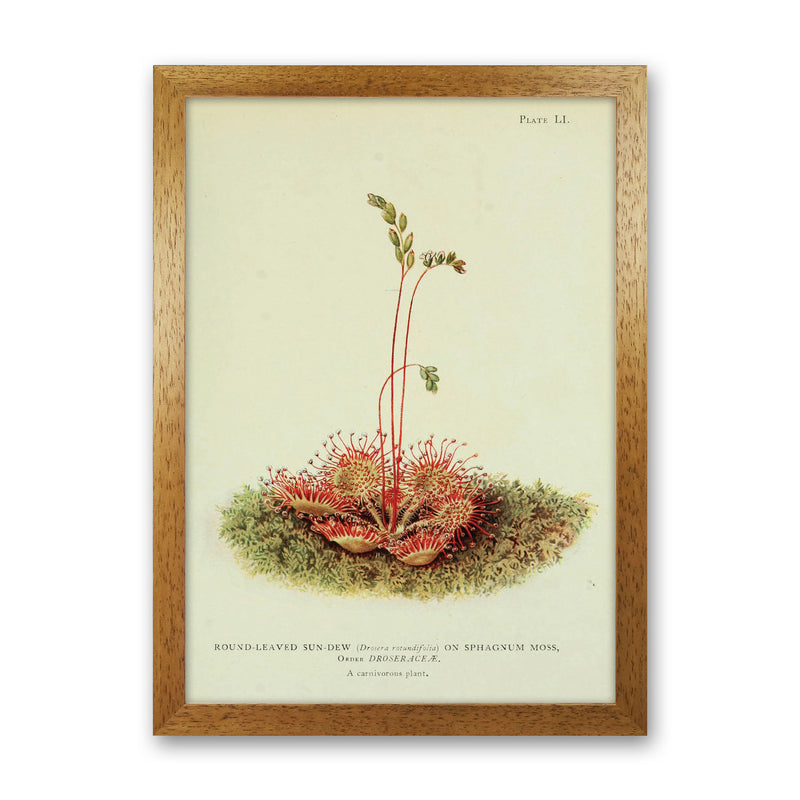 Venus Fly Trap Art Print by Jason Stanley Oak Grain
