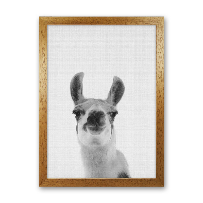 Llama Art Print by Jason Stanley Oak Grain