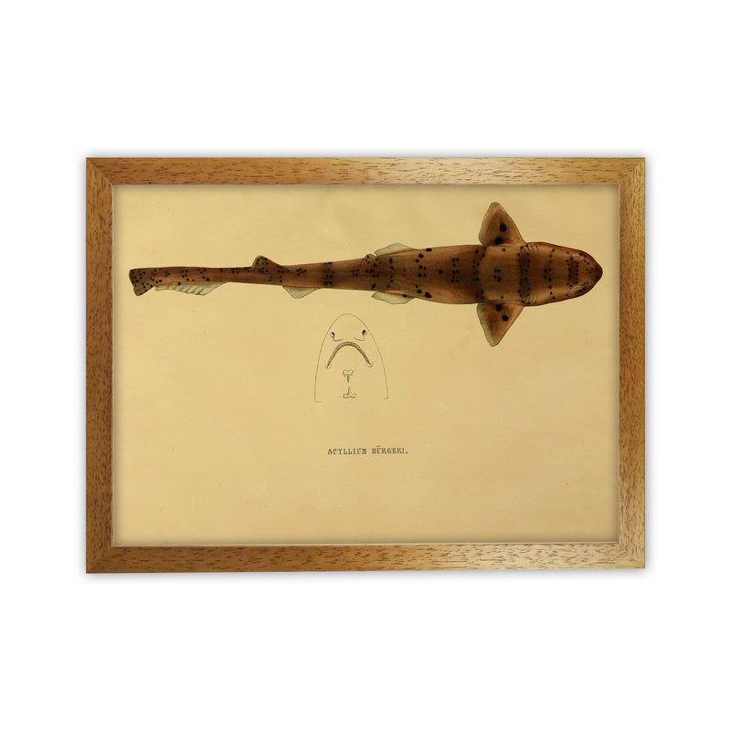 Shark Series 2 Art Print by Jason Stanley Oak Grain