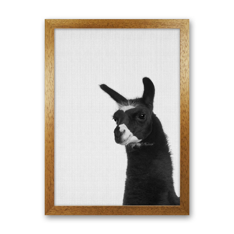 Llama