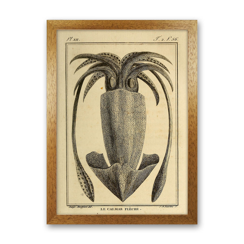 Vintage Squid 2 Art Print by Jason Stanley Oak Grain