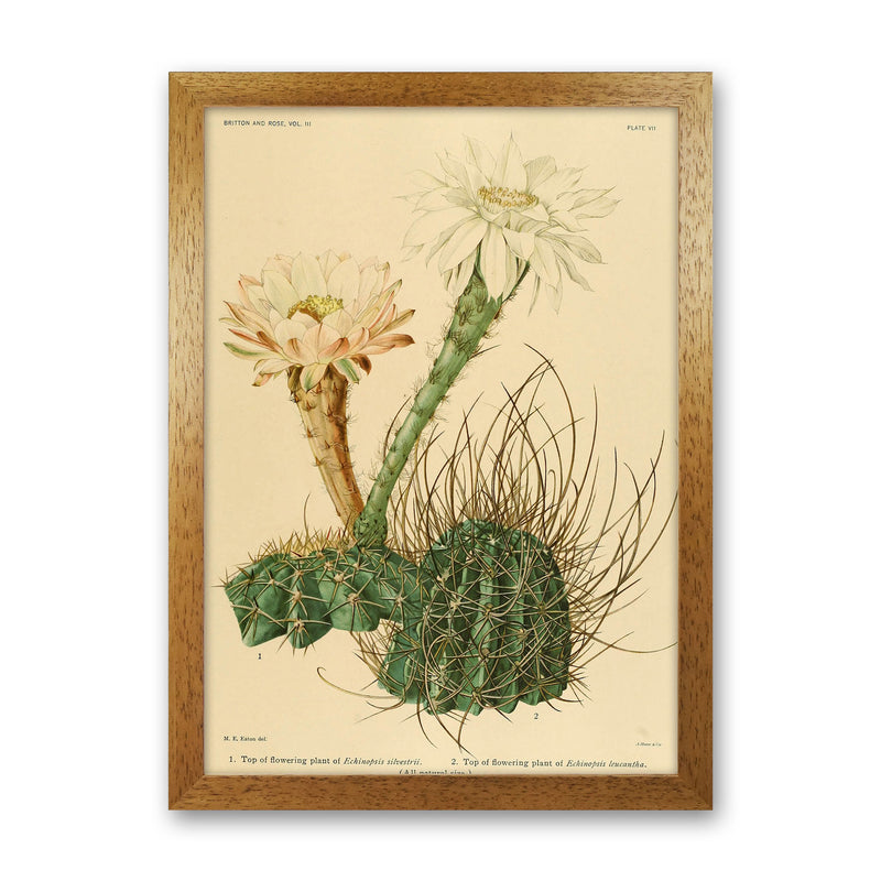Cactus Series 6 Art Print by Jason Stanley Oak Grain
