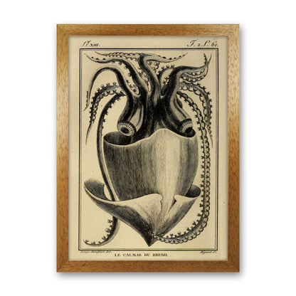 Vintage Squid Art Print by Jason Stanley Oak Grain