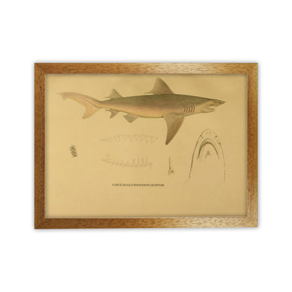 Shark Series 3 Art Print by Jason Stanley Oak Grain