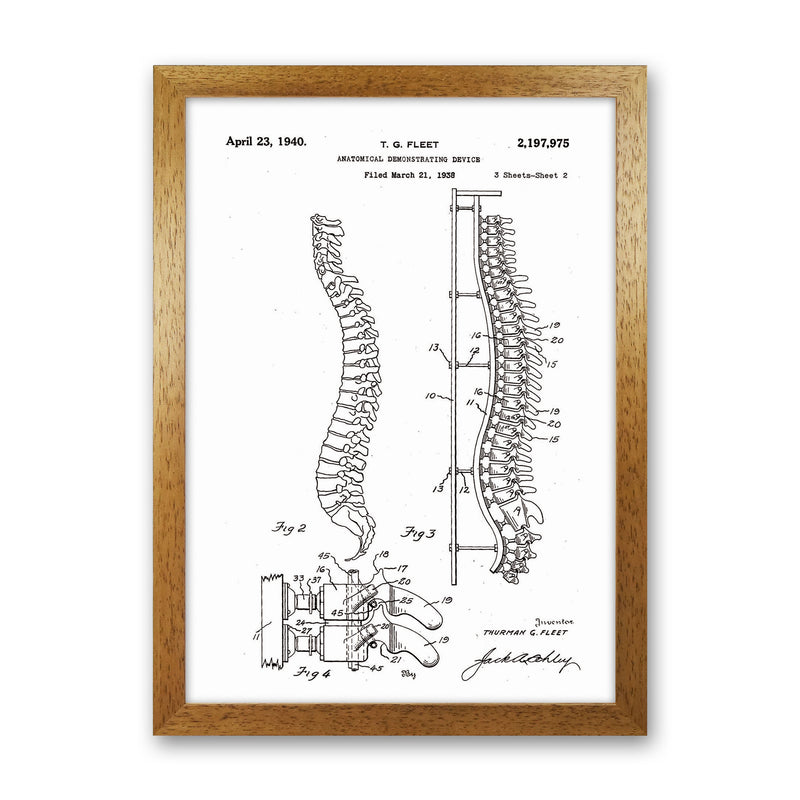 Anatomical Spine Display Patent Art Print by Jason Stanley Oak Grain