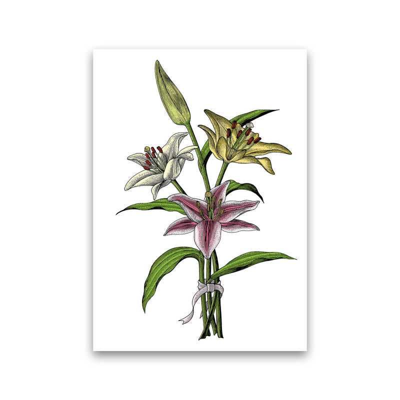Vintage Lilly Illustration Art Print by Jason Stanley Print Only