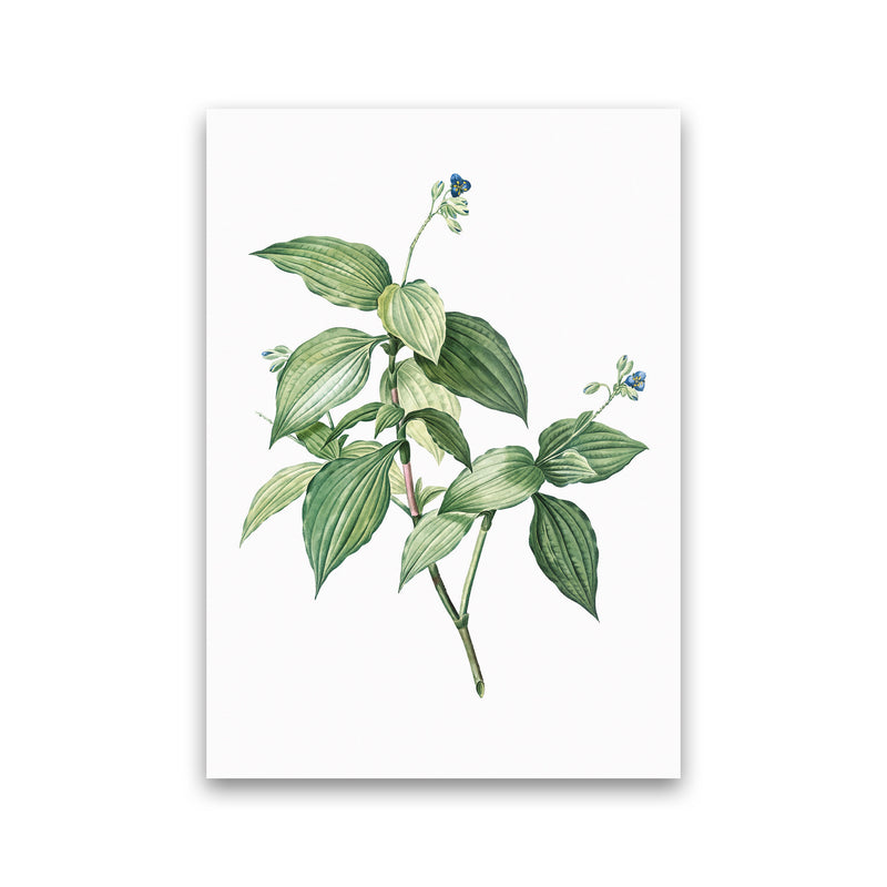 Vintage Botanical Plant Art Print by Jason Stanley Print Only