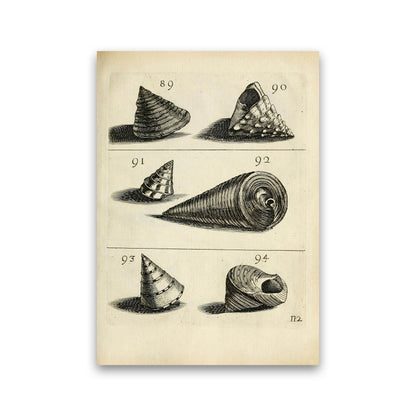 Set Of Vintage Shells Art Print by Jason Stanley Print Only