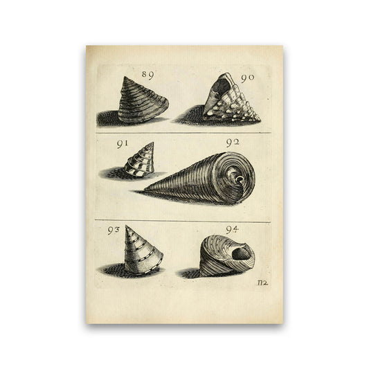 Set Of Vintage Shells Art Print by Jason Stanley Print Only