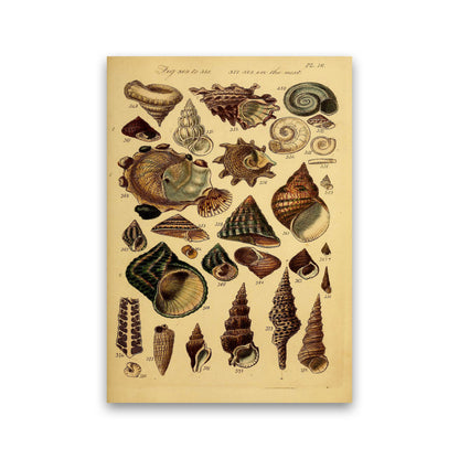 Vintage Shells Art Print by Jason Stanley Print Only