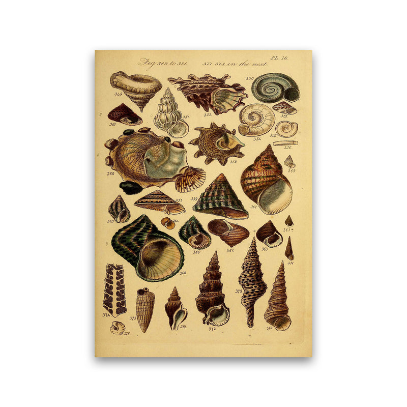 Vintage Shells Art Print by Jason Stanley Print Only