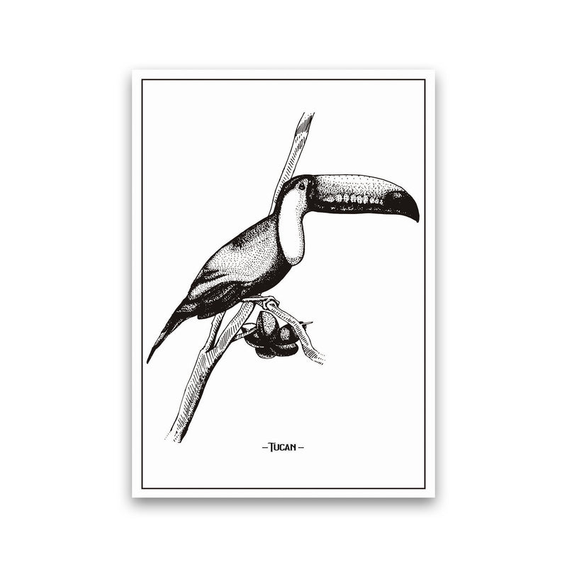 Tucan Art Print by Jason Stanley Print Only