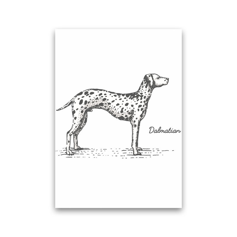 Dalmation Art Print by Jason Stanley Print Only