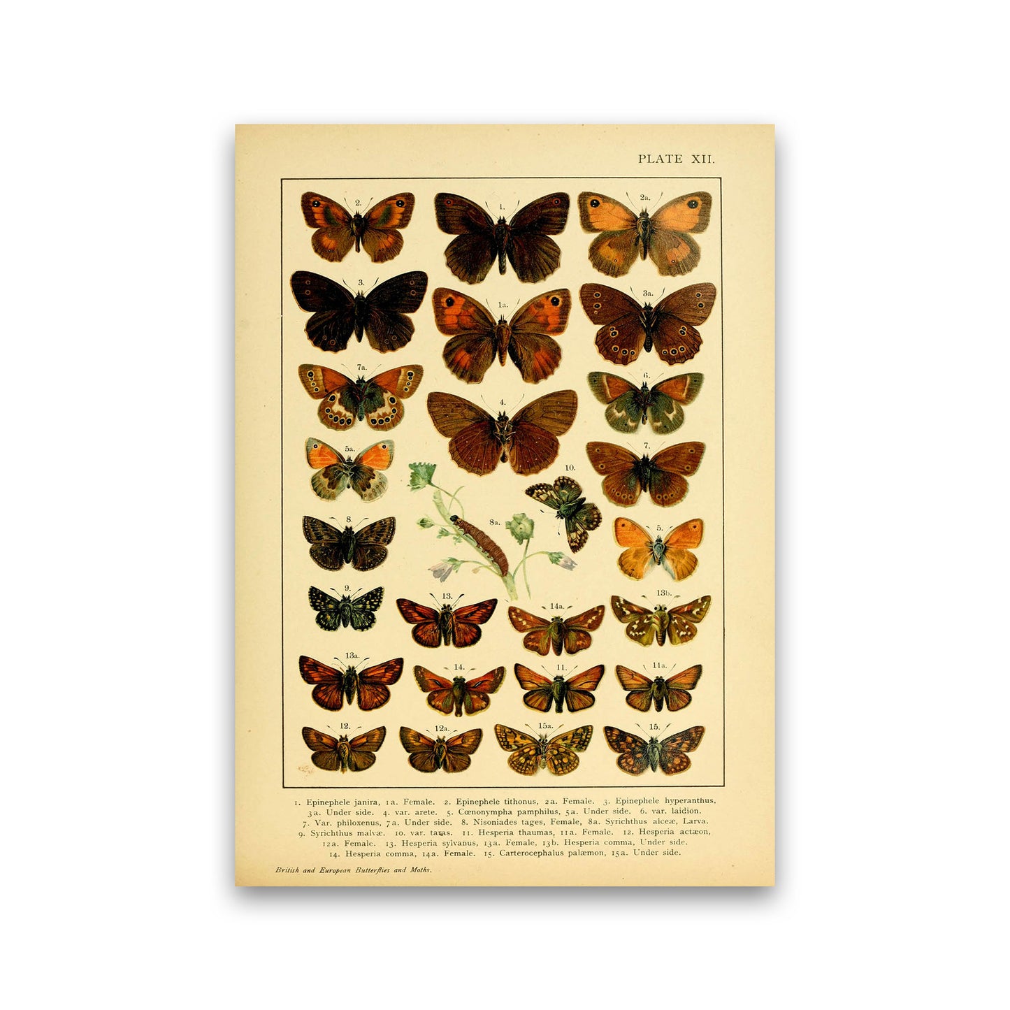 Vintage Butterfly Illustration #2 Art Print by Jason Stanley Print Only