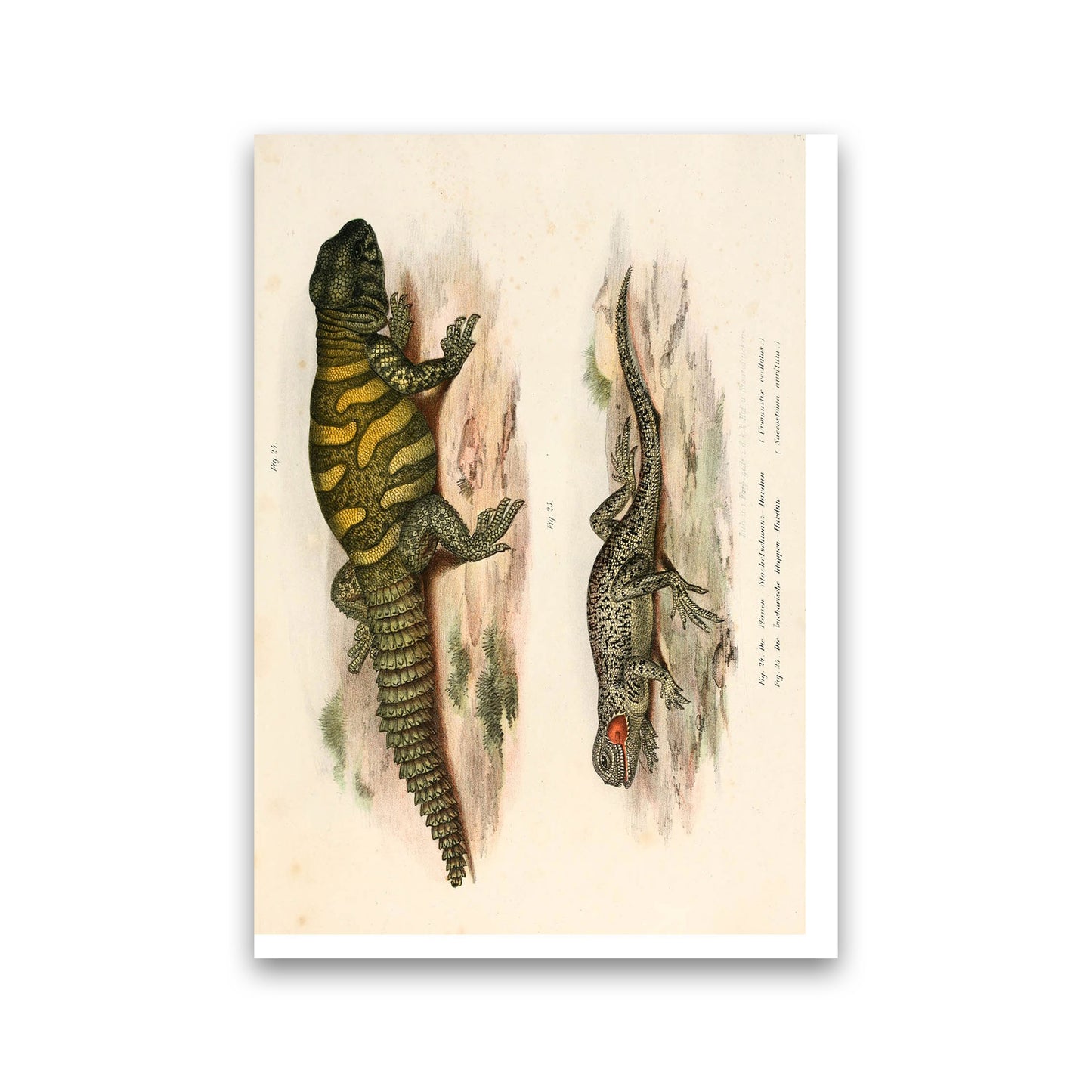 Vintage Lizard Illustration Art Print by Jason Stanley Print Only