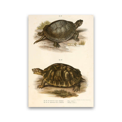 Vintage Turtle Illustration Art Print by Jason Stanley Print Only