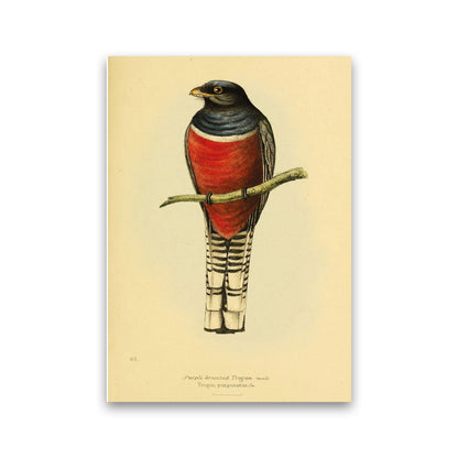 Purple Breasted Trogon Copy Art Print by Jason Stanley Print Only
