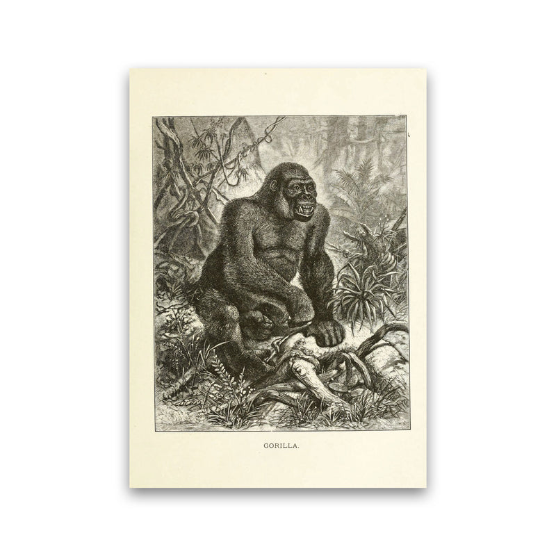 The Other King Of The Jungle Art Print by Jason Stanley Print Only