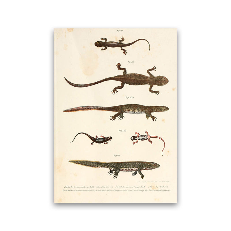 Vintage Newt Illustration Art Print by Jason Stanley Print Only