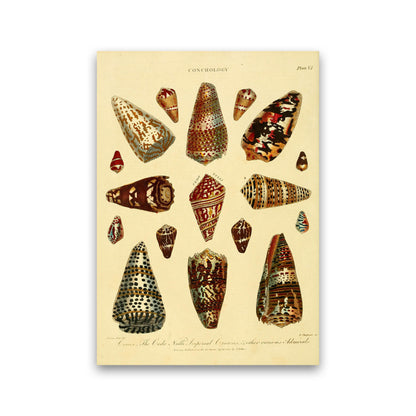 Conchology Illustration 2 Art Print by Jason Stanley Print Only