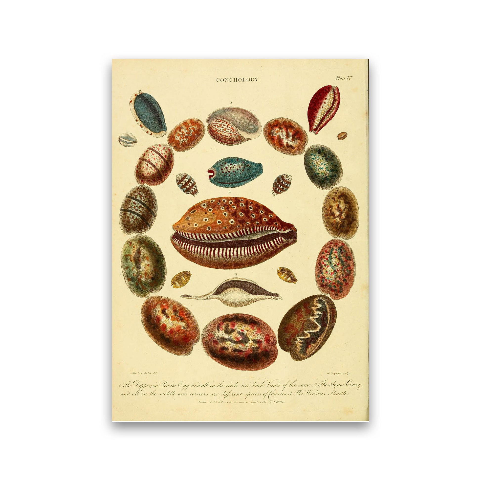 Conchology Illustration Art Print by Jason Stanley Print Only