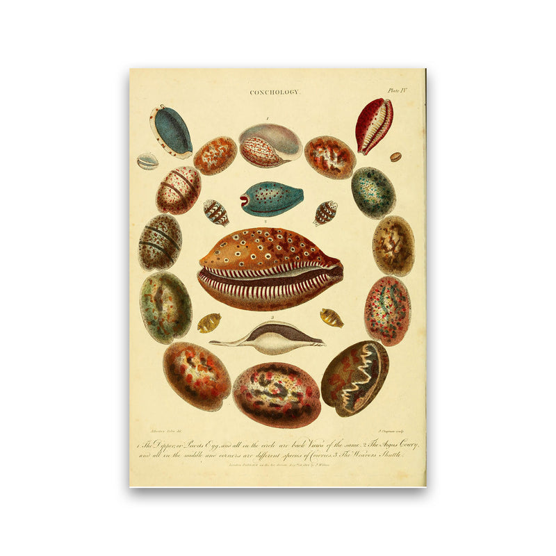 Conchology Illustration Art Print by Jason Stanley Print Only