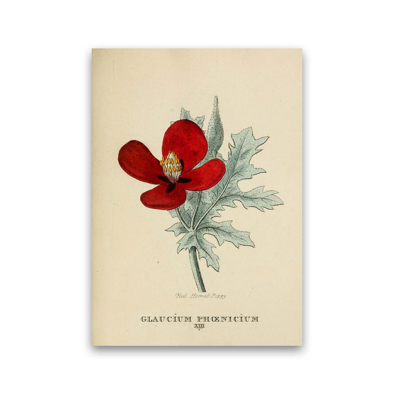 Vintage Flower Series 2 Art Print by Jason Stanley Print Only