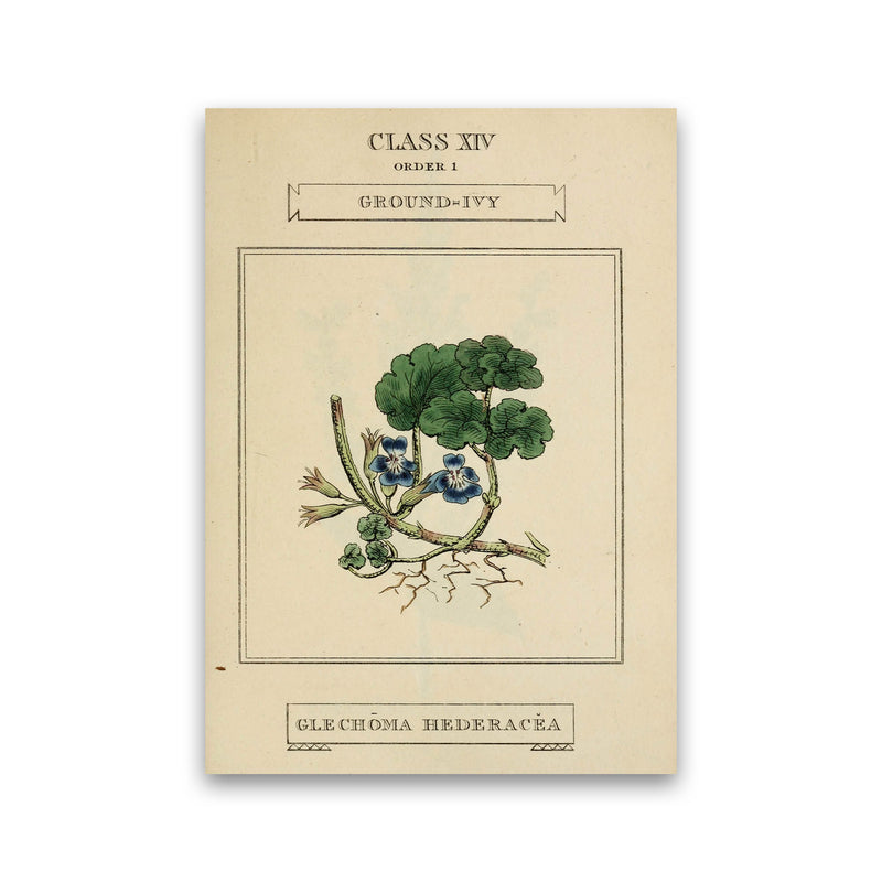 Vintage Flower Series 8 Art Print by Jason Stanley Print Only