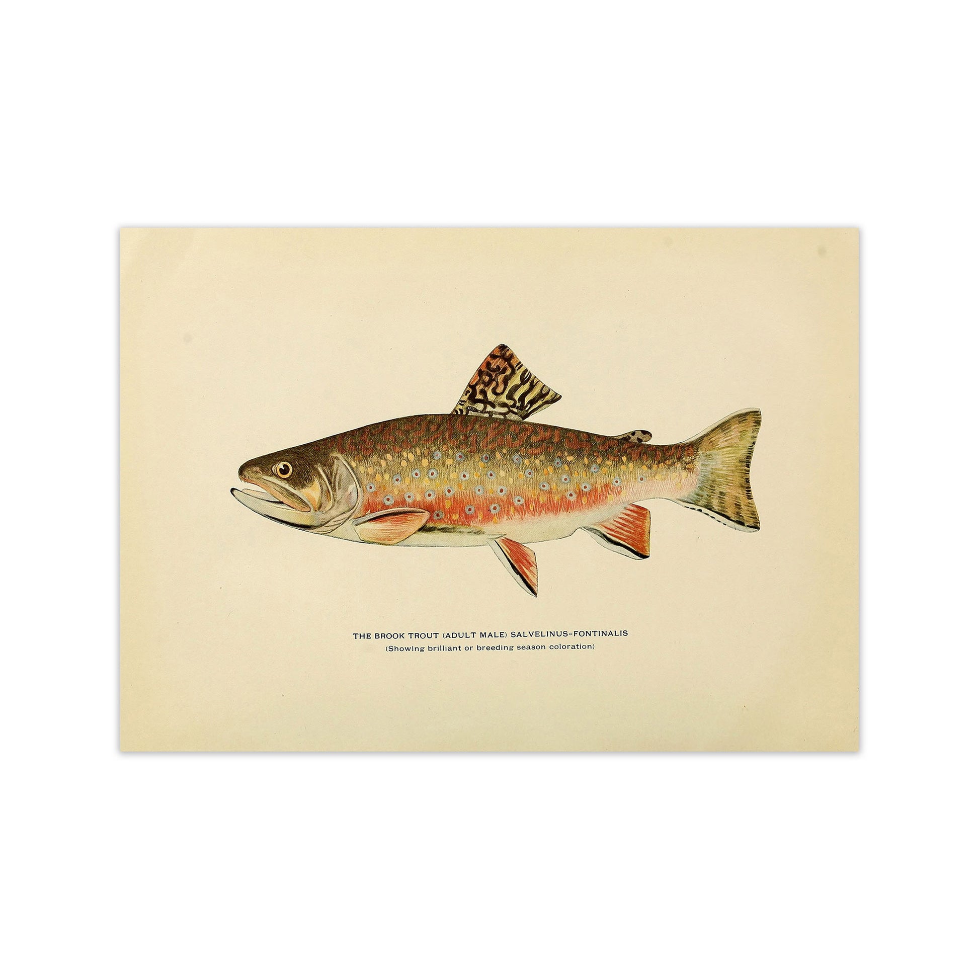 Brook Trout Illustration Art Print by Jason Stanley Print Only