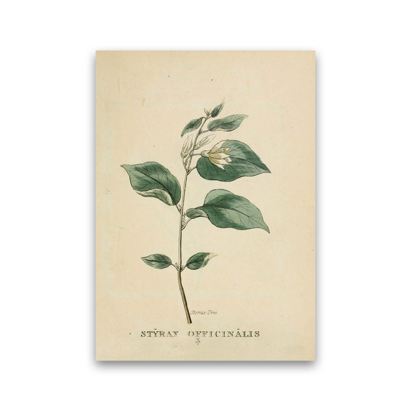 Vintage Flower Series 1 Art Print by Jason Stanley Print Only