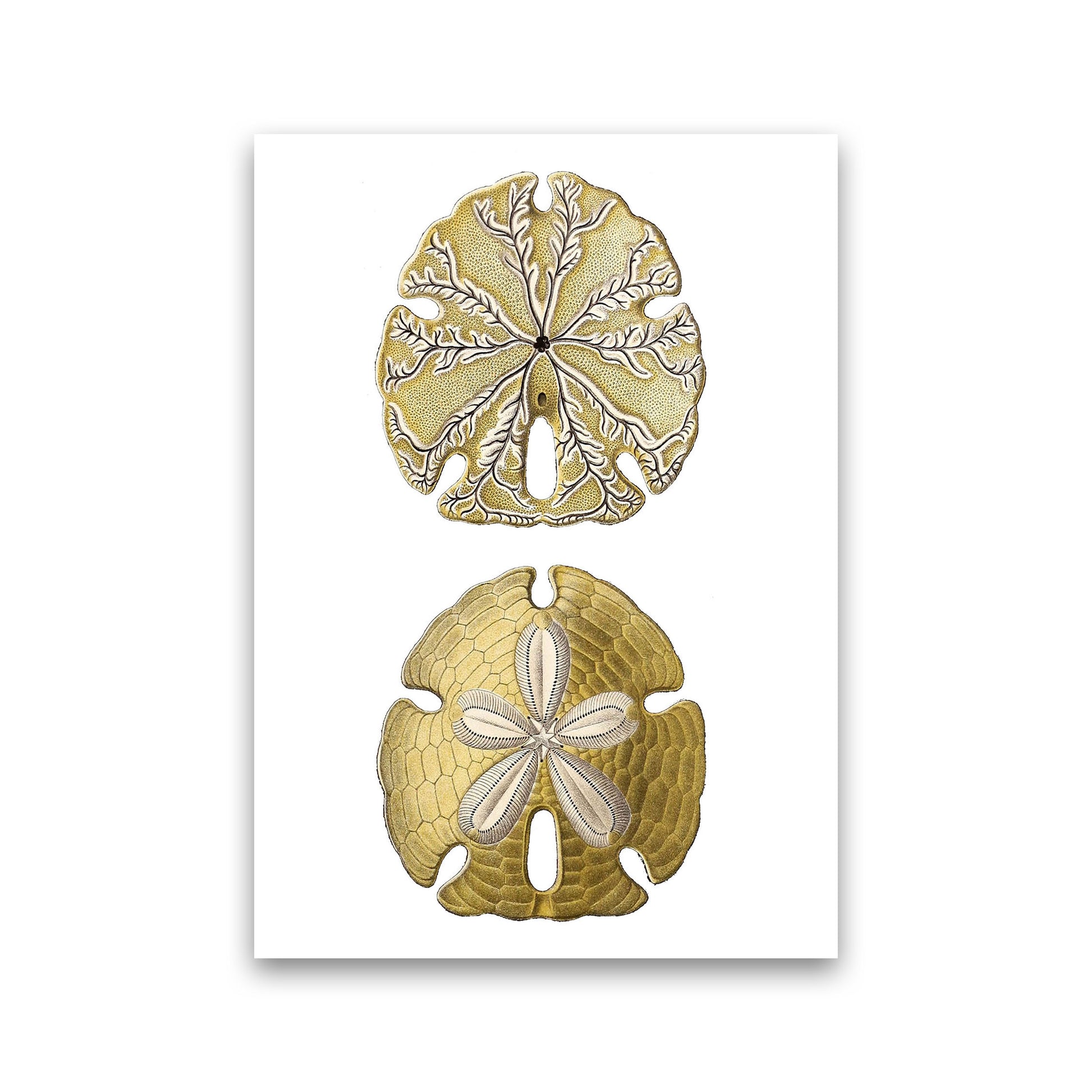 Sand Dollar Illustration Art Print by Jason Stanley Print Only