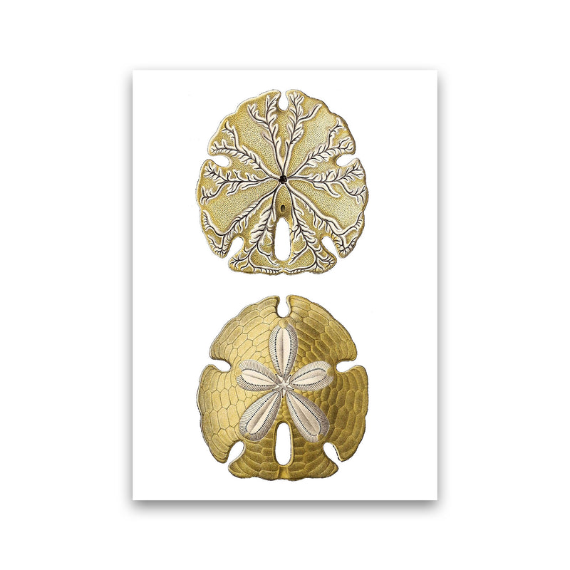 Sand Dollar Illustration Art Print by Jason Stanley Print Only