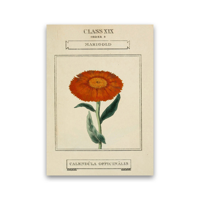 Vintage Flower Series 9 Art Print by Jason Stanley Print Only