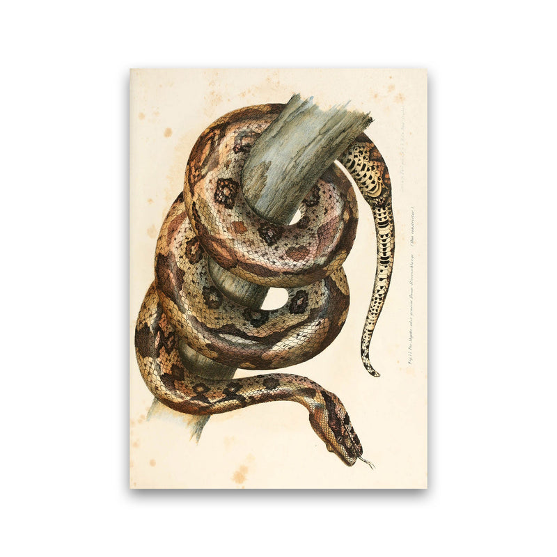 Vintage Snake Illustration Art Print by Jason Stanley Print Only