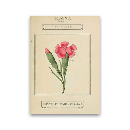 Vintage Flower Series 4 Art Print by Jason Stanley Print Only