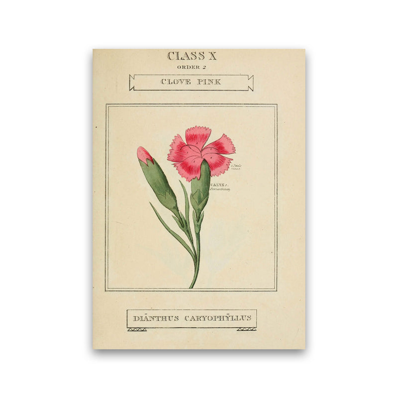 Vintage Flower Series 4 Art Print by Jason Stanley Print Only