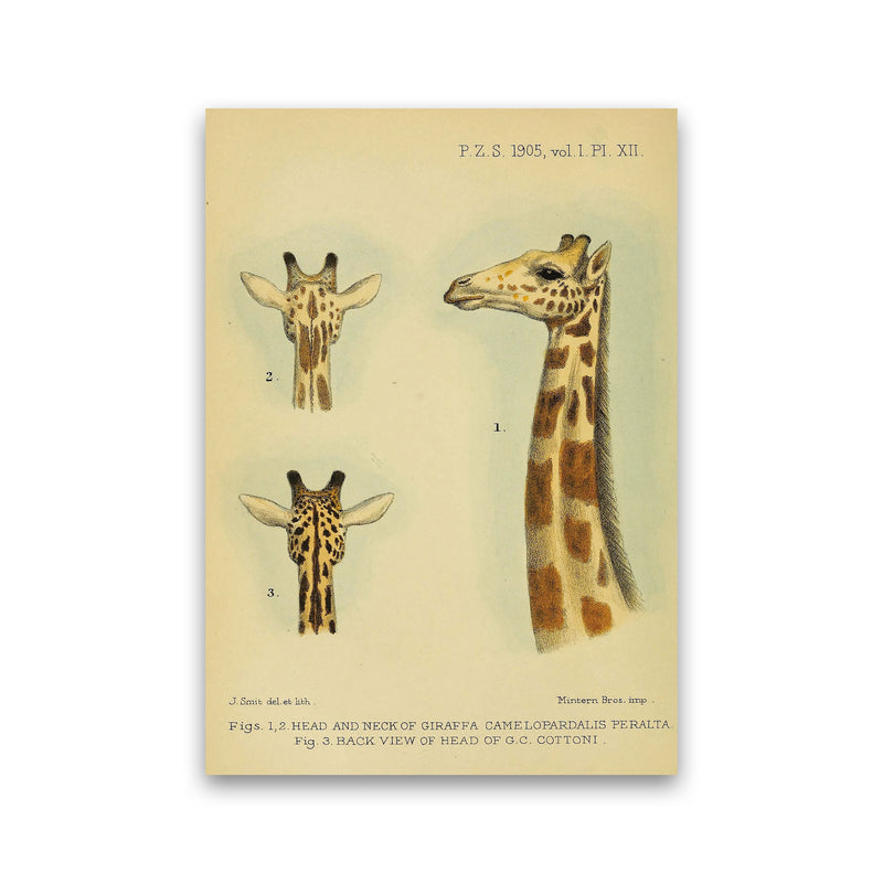 Longest Neck In The Jungle Art Print by Jason Stanley Print Only
