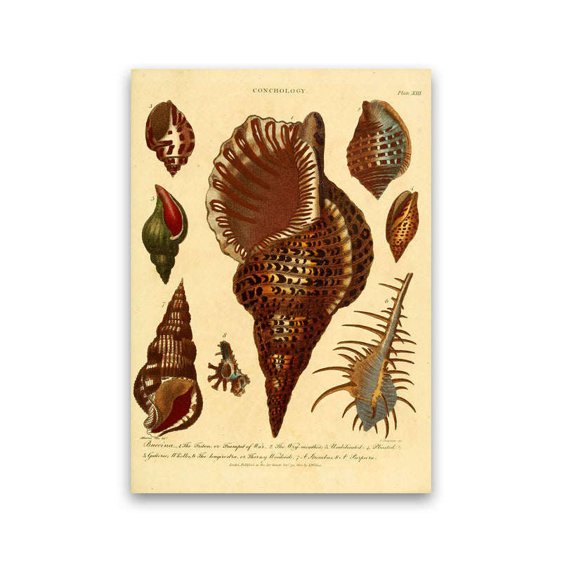 Vintage Conchology 2 Art Print by Jason Stanley Print Only