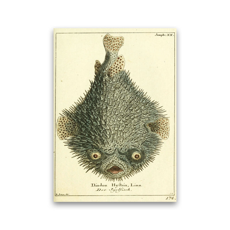 Vintage Japanese Fish Art Print by Jason Stanley Print Only